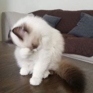 Meet your Posher, Fátima